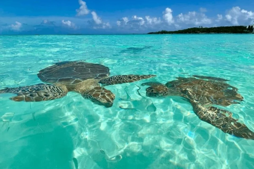 Snorkeling and Turtle Watching Charter